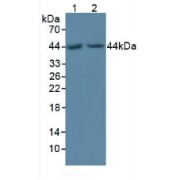 Western blot analysis of (1) Human HepG2 Cells and (2) Human HeLa cells.