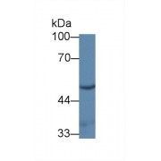Western blot analysis of Rat Kidney lysate, using Mouse UMPS Antibody (1 µg/ml) and HRP-conjugated Goat Anti-Rabbit antibody (<a href="https://www.abbexa.com/index.php?route=product/search&amp;search=abx400043" target="_blank">abx400043</a>, 0.2 µg/ml).