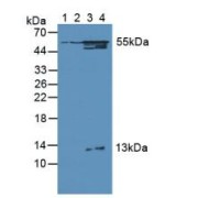 Western blot analysis of (1) Human Lung Tissue, (2) Rat Brain Tissue, (3) Rat Heart Tissue and (4) Rat Kidney Tissue.