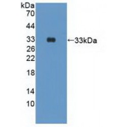 Phosphoinositide-3-Kinase Catalytic Delta Polypeptide (PIK3Cd) Antibody
