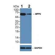 Western blot analysis of (1) Wild-type HepG2 cell lysate, and (2) MPP6 knockout HepG2 cell lysate, using Rabbit Anti-Mouse MPP6 Antibody (5 µg/ml) and HRP-conjugated Goat Anti-Mouse antibody (<a href="https://www.abbexa.com/index.php?route=product/search&amp;search=abx400001" target="_blank">abx400001</a>, 0.2 µg/ml).