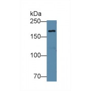 Western blot analysis of Human 293T cell lysate, using Mouse EPRS Antibody (1 µg/ml) and HRP-conjugated Goat Anti-Rabbit antibody (<a href="https://www.abbexa.com/index.php?route=product/search&amp;search=abx400043" target="_blank">abx400043</a>, 0.2 µg/ml).
