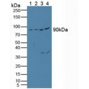 Western blot analysis of (1) Porcine Heart Tissue, (2) Porcine Brain Tissue, (3) Porcine Kidney Tissue and (4) Porcine Liver Tissue.