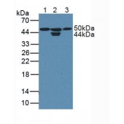Western blot analysis of (1) Human HepG2 Cells, (2) Human MCF7 Cells and (3) Human HeLa cells.