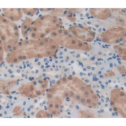 Platelet Derived Growth Factor C (PDGFC) Antibody
