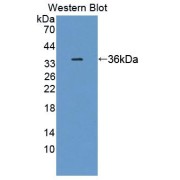 Western blot analysis of the recombinant protein.