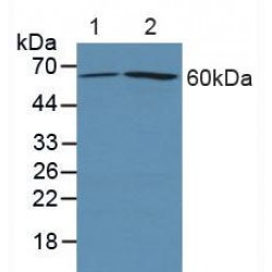 Prostaglandin G/H Synthase 2 / COX-2 (PTGS2) Antibody
