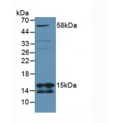 Western blot analysis of Mouse Lung Tissue.