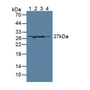 Western blot analysis of (1) Rat Serum, (2) Rat Liver Tissue, (3) Rat Pancreas Tissue and (4) Rat Kidney Tissue.