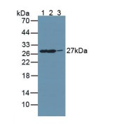 Western blot analysis of (1) Mouse Liver Tissue, (2) Mouse Testis Tissue and (3) Mouse Brain Tissue.