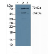 Western blot analysis of (1) Human HeLa cells and (2) Human MCF7 Cells.
