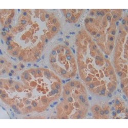 Phospholipase C Like Protein 1 (PLCL1) Antibody