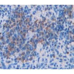 Proto-Oncogene Vav (VAV1) Antibody