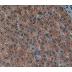 Protein Tyrosine Phosphatase, Non Receptor Type 12 (PTPN12) Antibody