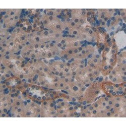 Protein Tyrosine Phosphatase Receptor Type A (PTPRA) Antibody