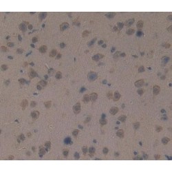 Protein Tyrosine Phosphatase Receptor Type Z (PTPRZ) Antibody