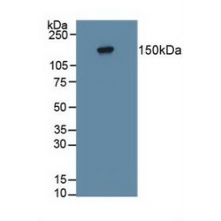 Protein Tyrosine Phosphatase Receptor Type Z (PTPRZ) Antibody