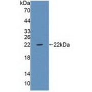 Western blot analysis of recombinant Human PTPRZ.