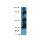 Western blot analysis of Mouse Cerebrum lysate, using Mouse PTPN5 Antibody (1 µg/ml) and HRP-conjugated Goat Anti-Rabbit antibody (<a href="https://www.abbexa.com/index.php?route=product/search&amp;search=abx400043" target="_blank">abx400043</a>, 0.2 µg/ml).