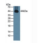 Western blot analysis of Mouse Testis Tissue.