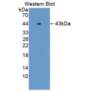 Western blot analysis of the recombinant protein.