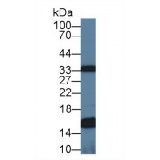 Western blot analysis of Mouse Heart lysate, using Human UQCRB Antibody (1 µg/ml) and HRP-conjugated Goat Anti-Rabbit antibody (<a href="https://www.abbexa.com/index.php?route=product/search&amp;search=abx400043" target="_blank">abx400043</a>, 0.2 µg/ml).
