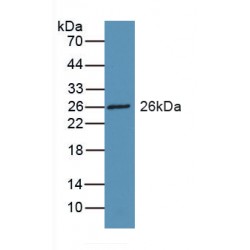 Retinol Binding Protein 3, Interstitial (RBP3) Antibody