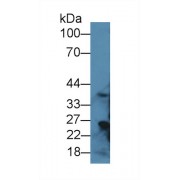 Western blot analysis of Rat Liver lysate, using Rat RGN Antibody (1 µg/ml) and HRP-conjugated Goat Anti-Rabbit antibody (<a href="https://www.abbexa.com/index.php?route=product/search&amp;search=abx400043" target="_blank">abx400043</a>, 0.2 µg/ml).