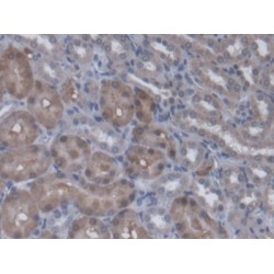 Regucalcin (RGN) Antibody