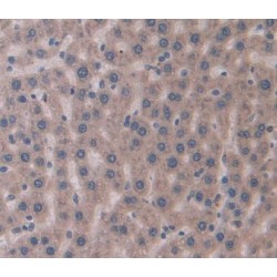 Regucalcin (RGN) Antibody