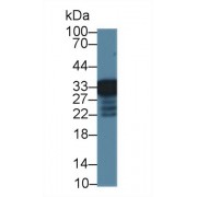 Western blot analysis of Mouse Liver lysate, using Mouse RGN Antibody (1 µg/ml) and HRP-conjugated Goat Anti-Rabbit antibody (<a href="https://www.abbexa.com/index.php?route=product/search&amp;search=abx400043" target="_blank">abx400043</a>, 0.2 µg/ml).
