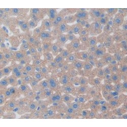 Regucalcin (RGN) Antibody