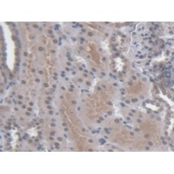 Regucalcin (RGN) Antibody