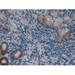 Regenerating Islet Derived Protein 3 Gamma (REG3g) Antibody