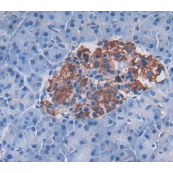 Regenerating Islet Derived Protein 3 Gamma (REG3g) Antibody