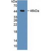 Western blot analysis of recombinant Human MAPK13.
