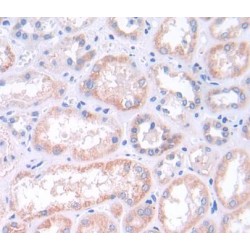 Mitogen-Activated Protein Kinase 13 (MAPK13) Antibody