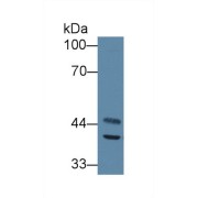 Western blot analysis of Mouse Heart lysate, using Mouse ACADS Antibody (1 µg/ml) and HRP-conjugated Goat Anti-Rabbit antibody (<a href="https://www.abbexa.com/index.php?route=product/search&amp;search=abx400043" target="_blank">abx400043</a>, 0.2 µg/ml).