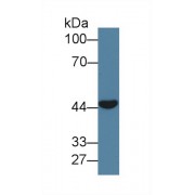 Western blot analysis of Pig Skeletal muscle lysate, using Human CLEC11A Antibody (1 µg/ml) and HRP-conjugated Goat Anti-Rabbit antibody (<a href="https://www.abbexa.com/index.php?route=product/search&amp;search=abx400043" target="_blank">abx400043</a>, 0.2 µg/ml).