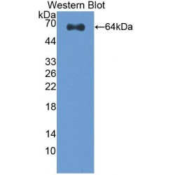 C-Type Lectin Domain Family 11, Member A (CLEC11A) Antibody