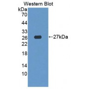 Western blot analysis of recombinant Mouse SDF2L1 protein.