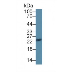 Stromal Cell Derived Factor 2 Like Protein 1 (SDF2L1) Antibody