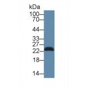 Western blot analysis of Mouse Pancreas lysate, using Human SDF2L1 Antibody (1 µg/ml) and HRP-conjugated Goat Anti-Rabbit antibody (<a href="https://www.abbexa.com/index.php?route=product/search&amp;search=abx400043" target="_blank">abx400043</a>, 0.2 µg/ml).