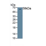 WB analysis of recombinant Rat PEDF protein.