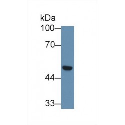 Secernin 1 (SCRN1) Antibody