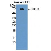 Western blot analysis of recombinant Human SCRN1 protein.