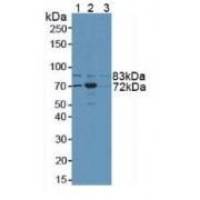 Western blot analysis of (1) Human 293T Cells, (2) Mouse Brain Tissue and (3) Mouse Testis Tissue.