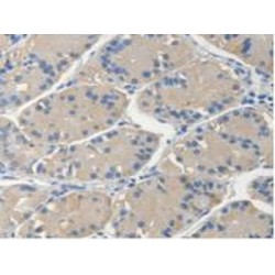 N-Ethylmaleimide Sensitive Factor (NSF) Antibody