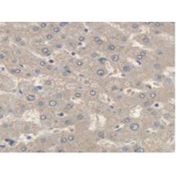 N-Ethylmaleimide Sensitive Factor (NSF) Antibody