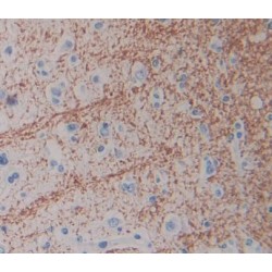 Excitatory Amino Acid Transporter 4 / EAAT4 (SLC1A6) Antibody